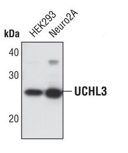Invitrogen UCHL3 Polyclonal Antibody 100 &mu;L; Unconjugated:Antibodies,