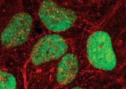 Invitrogen Phospho-HP1 gamma (Ser83) Polyclonal Antibody 100 &mu;L; Unconjugated:Antibodies,