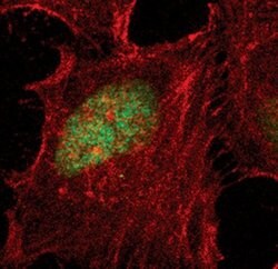 Invitrogen Phospho-HP1 gamma (Ser83) Polyclonal Antibody 100 &mu;L; Unconjugated:Antibodies,