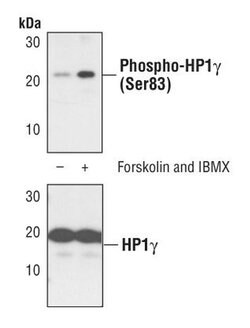Invitrogen Phospho-HP1 gamma (Ser83) Polyclonal Antibody 100 &mu;L; Unconjugated:Antibodies,