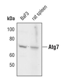 Invitrogen ATG7 Polyclonal Antibody 100 &mu;L; Unconjugated:Antibodies,
