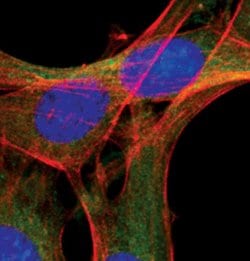 ATG12 Polyclonal Antibody:Antibodies, Polyclonal
