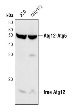 ATG12 Polyclonal Antibody:Antibodies, Polyclonal