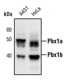 PBX1 Polyclonal Antibody:Antibodies, Polyclonal