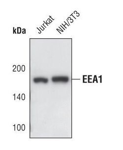 Invitrogen EEA1 Polyclonal Antibody 100 &mu;L; Unconjugated:Antibodies,