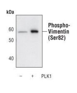 Invitrogen Phospho-Vimentin (Ser83) Polyclonal Antibody 100 &mu;L; Unconjugated:Antibodies,