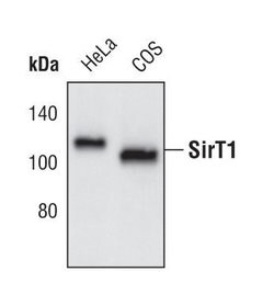 Invitrogen SIRT1 Polyclonal Antibody 100 &mu;L; Unconjugated:Antibodies,