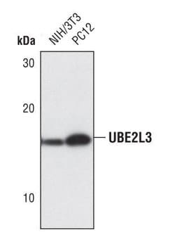 Invitrogen UBE2L3 Polyclonal Antibody 100 &mu;L; Unconjugated:Antibodies,