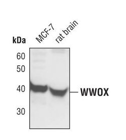 Invitrogen WWOX Polyclonal Antibody 100 &mu;L; Unconjugated:Antibodies,