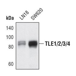 TLE Pan Polyclonal Antibody:Antibodies, Polyclonal
