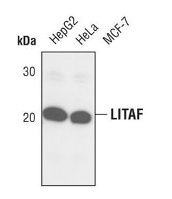 Invitrogen LITAF Polyclonal Antibody 100 μL; Unconjugated:Antibodies,