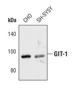 Invitrogen GIT1 Polyclonal Antibody 100 &mu;L; Unconjugated:Antibodies,