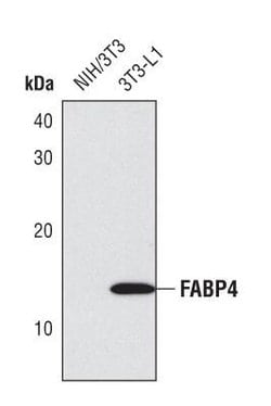 Invitrogen FABP4 Polyclonal Antibody 100 &mu;L; Unconjugated:Antibodies,