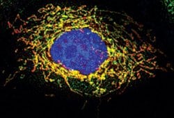 Invitrogen MAVS Polyclonal Antibody 100 &mu;L | Buy Online | Invitrogen&trade; | Fisher Scientific