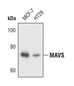 Invitrogen MAVS Polyclonal Antibody 100 &mu;L | Buy Online | Invitrogen&trade; | Fisher Scientific