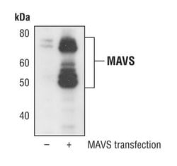 Invitrogen MAVS Polyclonal Antibody 100 &mu;L | Buy Online | Invitrogen&trade; | Fisher Scientific