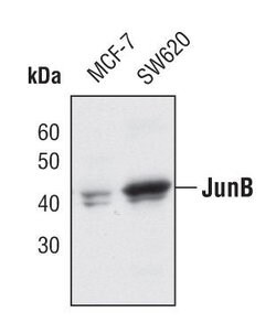Invitrogen JunB Polyclonal Antibody 100 &mu;L; Unconjugated:Antibodies,