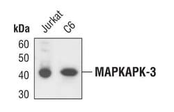 MAPKAPK3 Polyclonal Antibody:Antibodies, Polyclonal