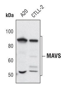 Invitrogen MAVS Polyclonal Antibody 100 &mu;L; Unconjugated:Antibodies,
