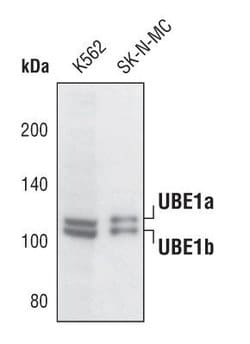 Invitrogen UBE1 Isoform A/B Polyclonal Antibody 100 &mu;L; Unconjugated:Antibodies,