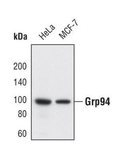 Invitrogen GRP94 Polyclonal Antibody 100 &mu;L; Unconjugated:Antibodies,