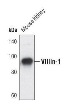 Invitrogen Villin Polyclonal Antibody 100 &mu;L; Unconjugated:Antibodies,
