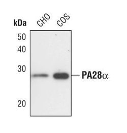 Invitrogen PSME1 Polyclonal Antibody 100 &mu;L; Unconjugated:Antibodies,