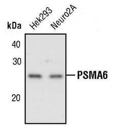 Invitrogen PSMA6 Polyclonal Antibody 100 &mu;L; Unconjugated:Antibodies,