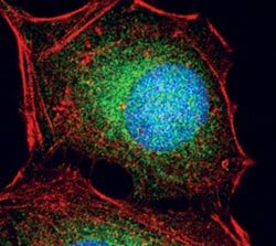 Invitrogen OXSR1 Polyclonal Antibody 100 &mu;L; Unconjugated:Antibodies,