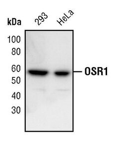 Invitrogen OXSR1 Polyclonal Antibody 100 &mu;L; Unconjugated:Antibodies,