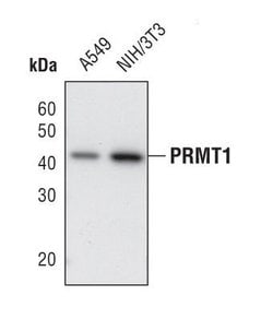 Invitrogen PRMT1 Polyclonal Antibody 100 &mu;L; Unconjugated:Antibodies,