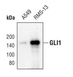 Invitrogen GLI1 Polyclonal Antibody 100 μL; Unconjugated:Antibodies,