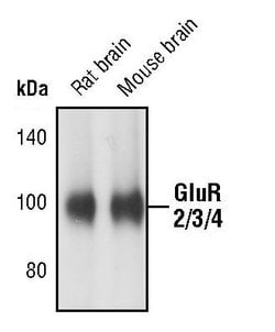 Invitrogen GluR2/GluR3/GluR4 Polyclonal Antibody 100 &mu;L; Unconjugated:Antibodies,