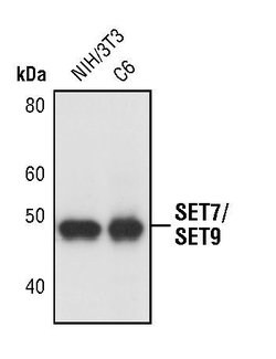 Invitrogen SETD7 Polyclonal Antibody 100 &mu;L; Unconjugated:Antibodies,