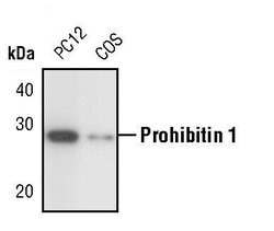 Invitrogen Prohibitin Polyclonal Antibody 100 &mu;L; Unconjugated:Antibodies,