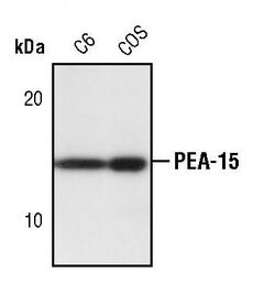 Invitrogen PEA15 Polyclonal Antibody 100 &mu;L; Unconjugated:Antibodies,