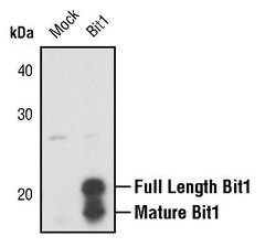 Invitrogen Bit1 Polyclonal Antibody 100 &mu;L; Unconjugated:Antibodies,