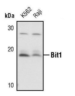 Invitrogen Bit1 Polyclonal Antibody 100 &mu;L; Unconjugated:Antibodies,