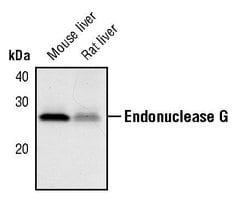 Invitrogen ENDOG Polyclonal Antibody 100 &mu;L; Unconjugated:Antistoffer