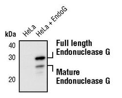 Invitrogen ENDOG Polyclonal Antibody 100 &mu;L; Unconjugated:Antistoffer
