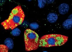 Invitrogen SCD Polyclonal Antibody 100 &mu;L; Unconjugated:Antibodies,