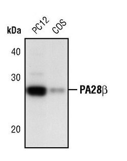 Invitrogen PSME2 Polyclonal Antibody 100 &mu;L; Unconjugated:Antibodies,