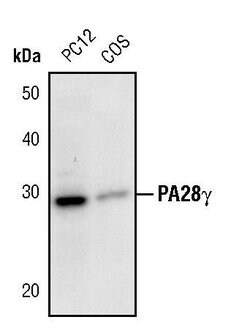 Invitrogen PSME3 Polyclonal Antibody 100 &mu;L; Unconjugated:Antibodies,