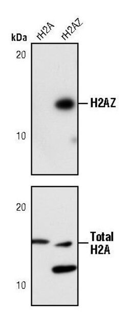 Invitrogen Histone H2A.Z Polyclonal Antibody 100 &mu;L; Unconjugated:Antikroppar