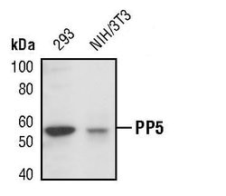 Invitrogen PP5 Polyclonal Antibody 100 &mu;L; Unconjugated:Antibodies,