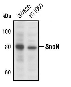 Invitrogen SnoN Polyclonal Antibody 100 &mu;L; Unconjugated:Antibodies,