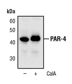 Invitrogen Phospho-PAR4 (Thr163) Polyclonal Antibody 100 &mu;L; Unconjugated:Antibodies,