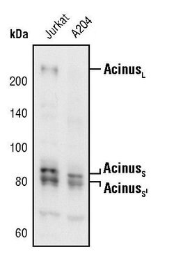 Invitrogen Acinus Polyclonal Antibody 100 &mu;L; Unconjugated:Antibodies,