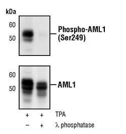 Invitrogen Phospho-RUNX1 (Ser249) Polyclonal Antibody 100 &mu;L; Unconjugated:Antibodies,