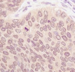 Invitrogen SUMO1 Polyclonal Antibody 100 &mu;L; Unconjugated:Antibodies,
